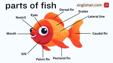 Parts of Fish Names in English