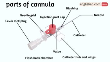 Parts of Cannula Names in English with Their Functions