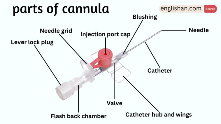 Parts of Cannula Names in English with Their Functions