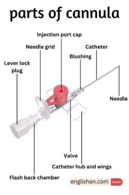 Parts of Cannula Names in English with Their Functions • Englishan