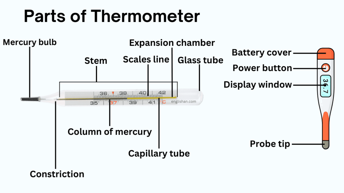 Parts of Thermometer Names in English with Their Functions • Englishan