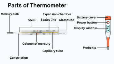Parts of Thermometer Names in English with Their Functions