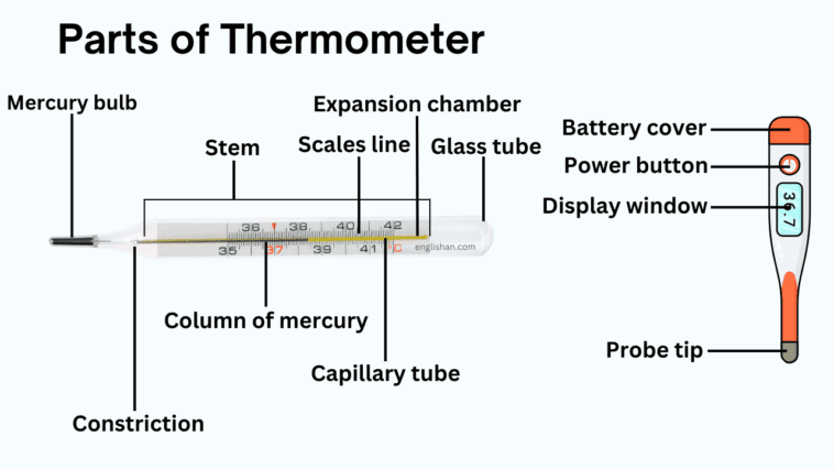 Parts of Thermometer Names in English with Their Functions