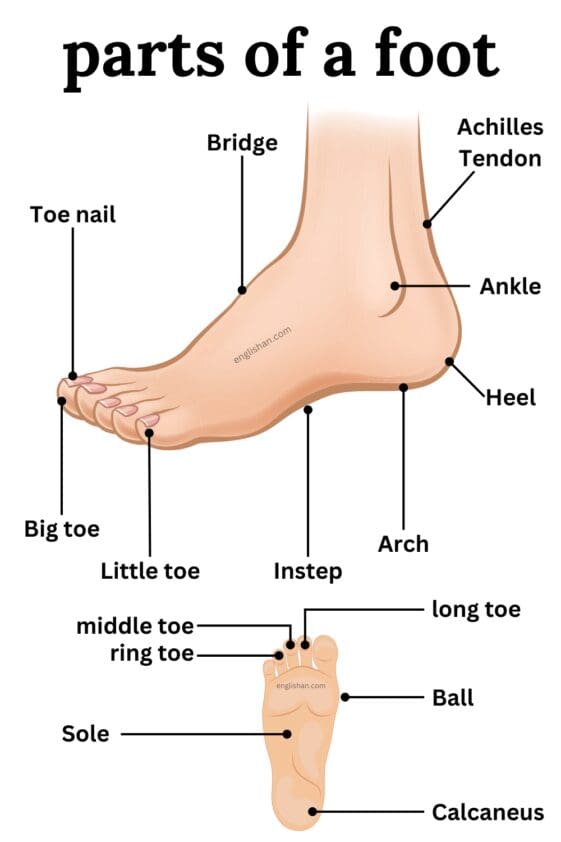 parts-of-foot-names-in-english-englishan