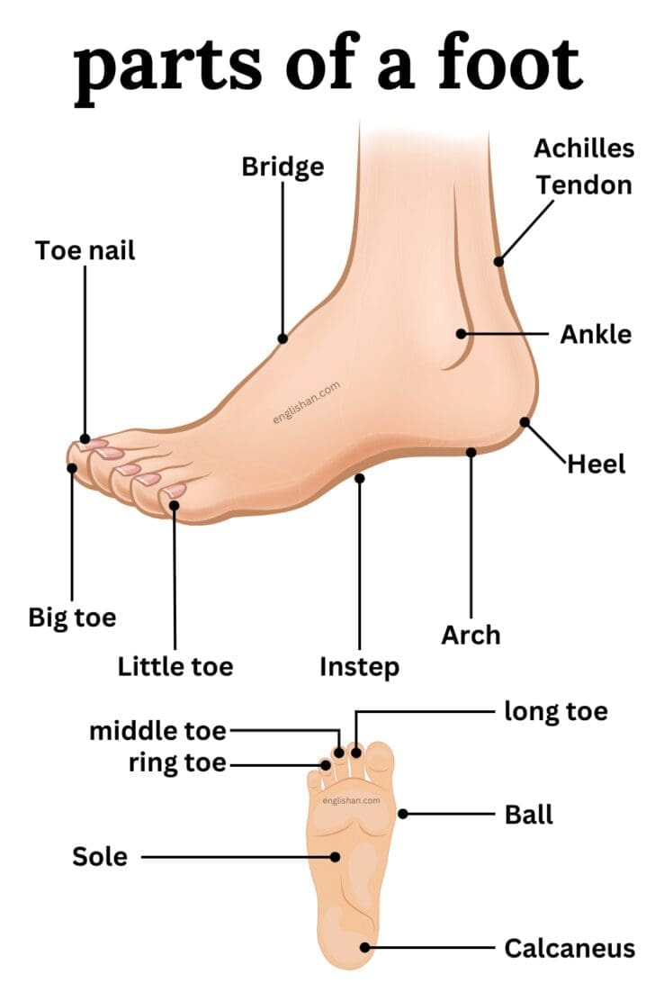 Parts of Foot Names in English • Englishan