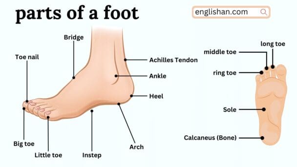 Parts of Foot Names in English • Englishan