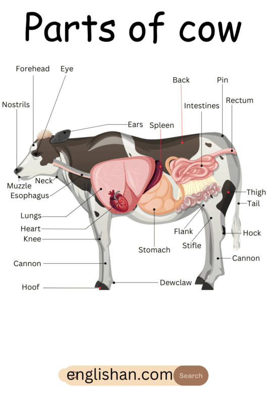 Parts of Cow Names in English • Englishan