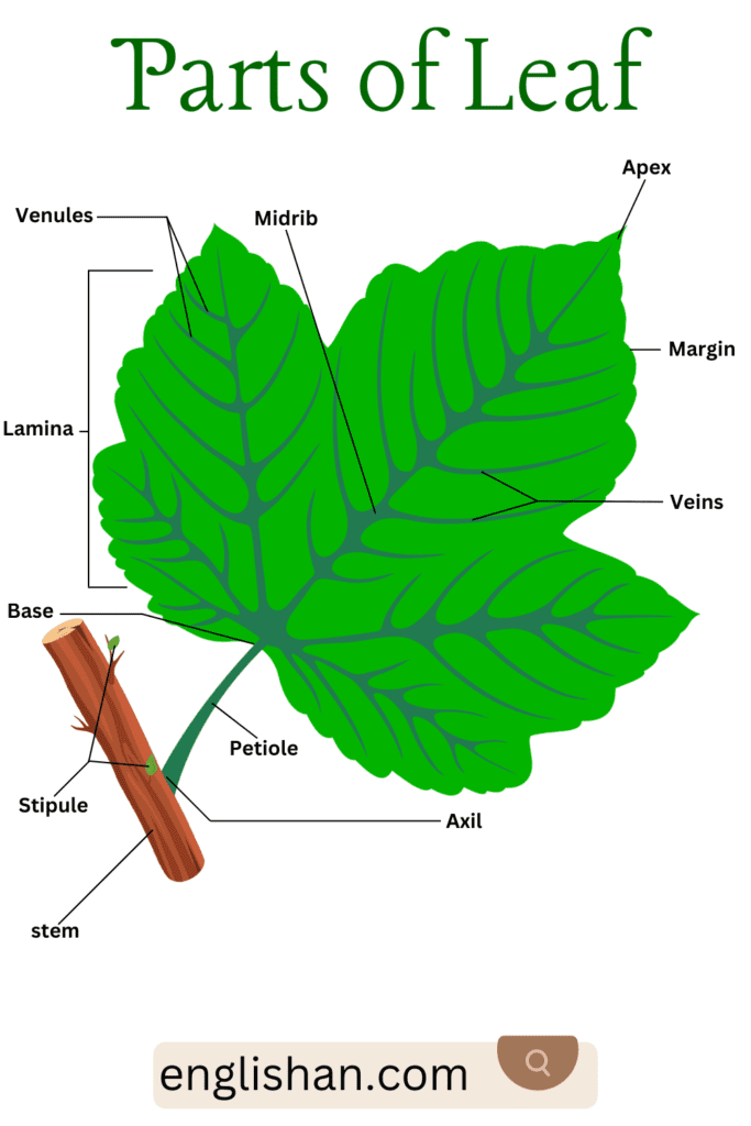 Parts Of Leaf With Functions And Types • Englishan