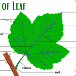 Parts of Leaf Names