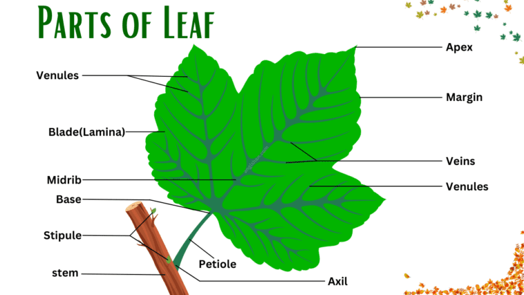 Parts of Leaf with Functions and Types • Englishan
