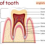Parts of Tooth With their Functions