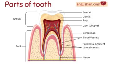 Parts of Tooth With their Functions
