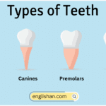 Types of Teeth Names in English with Their Functions