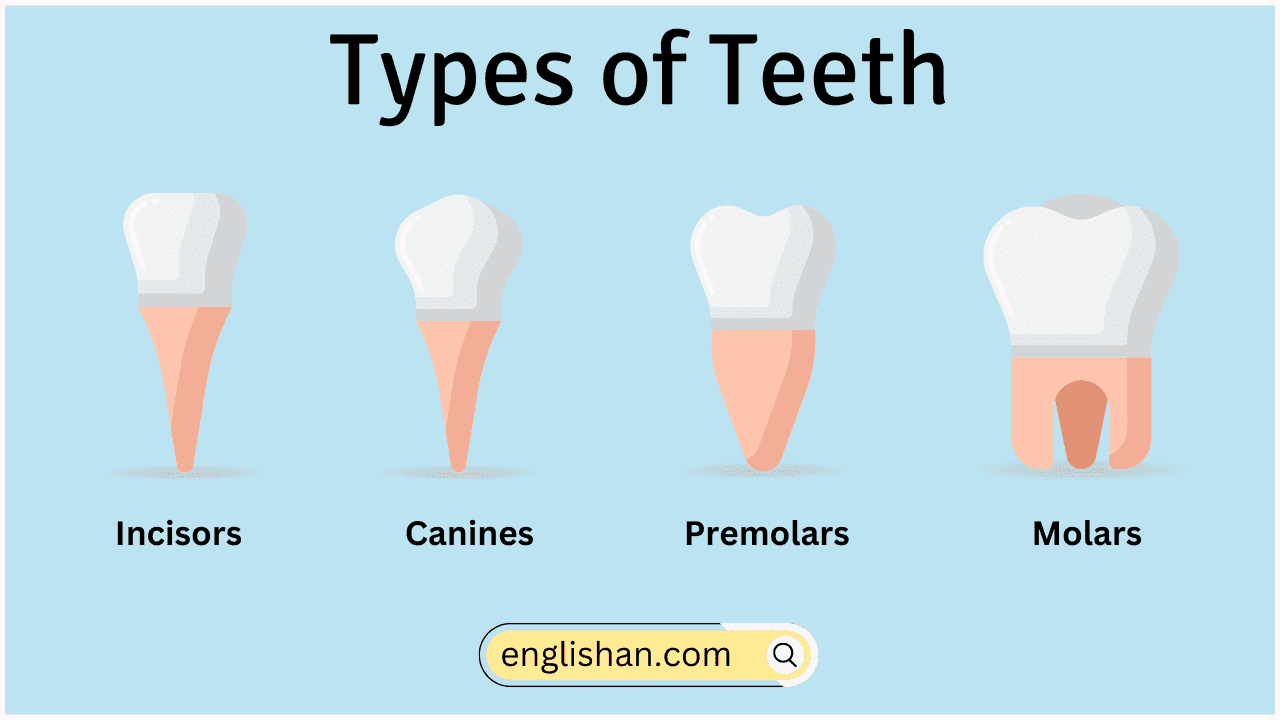 Types of Teeth Names in English with Their Functions