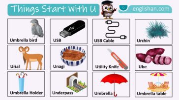 Things Start with U with Pictures Names In English