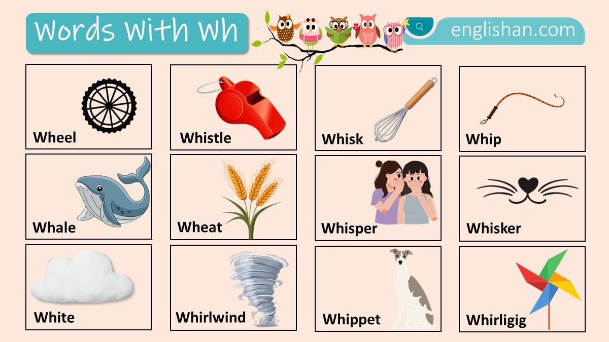 Words with Wh with Their Pictures In English