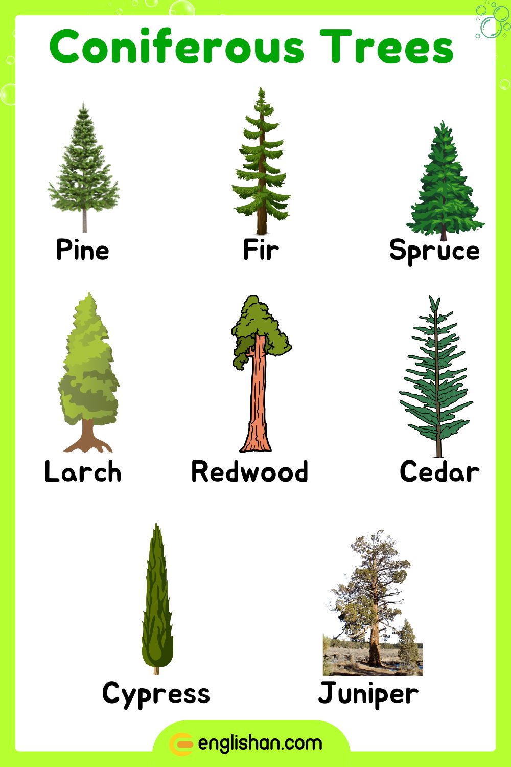 Coniferous Trees: Common Types and Their Features