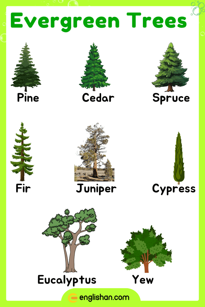 Evergreen Trees: Characteristics and Common Types