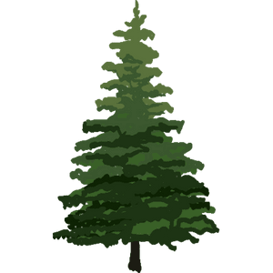 Pine