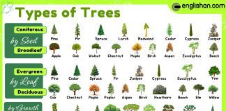 Types of trees: a guide to various tree names and interesting facts