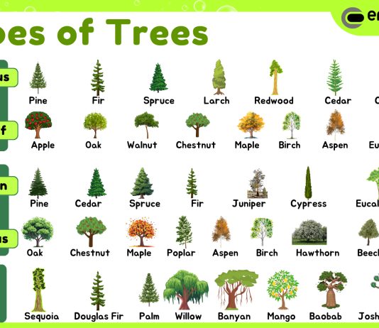 Types of trees: a guide to various tree names and interesting facts