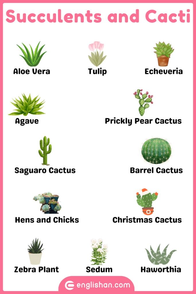 Succulents and cacti plants names in English