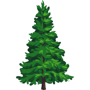 Cedar