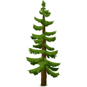 Douglas Fir