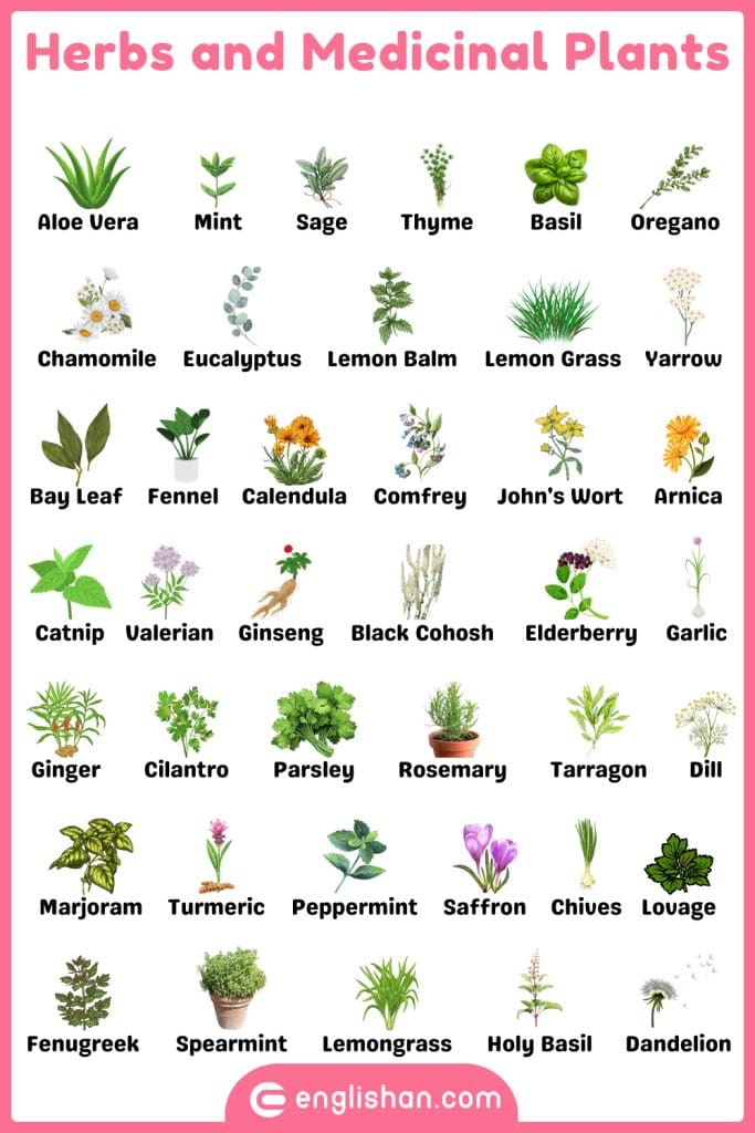 Herbs and medicinal plants names in English