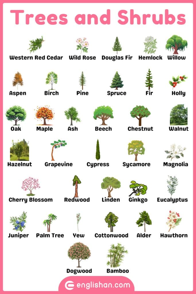 Trees and shrubs plants names in English