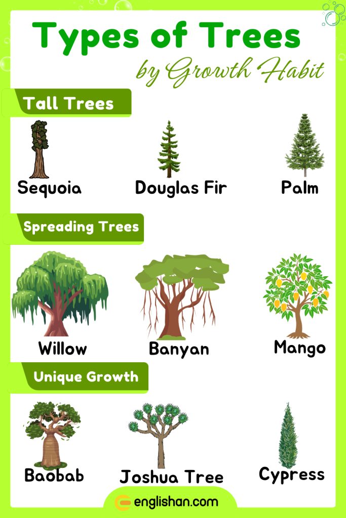 Types of trees based on growth habit, such as deciduous and evergreen.