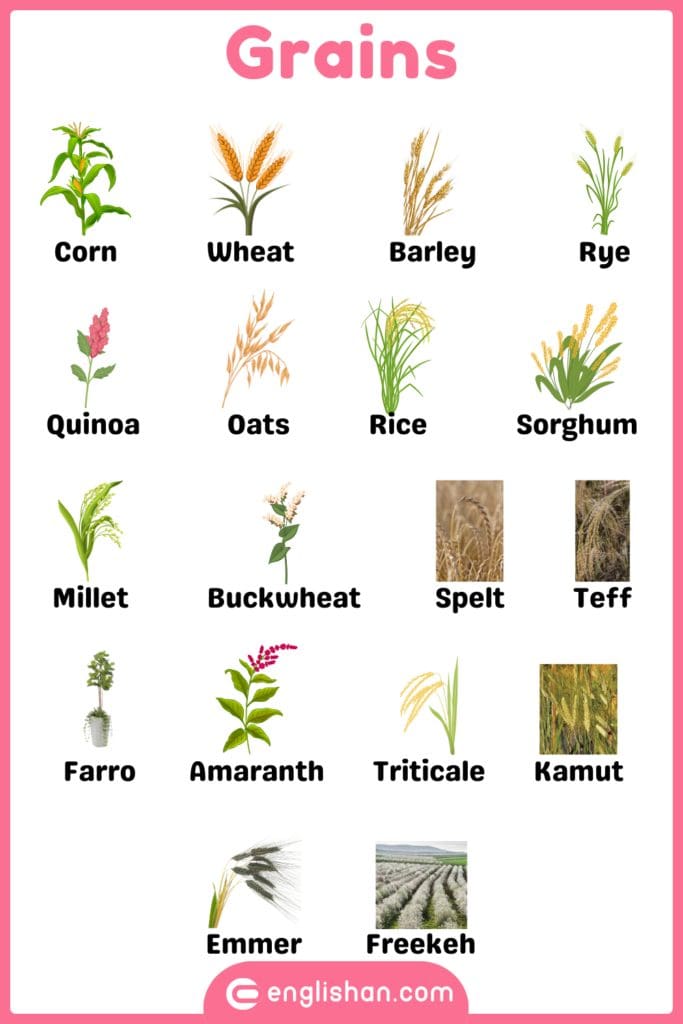 Grains plants names in English