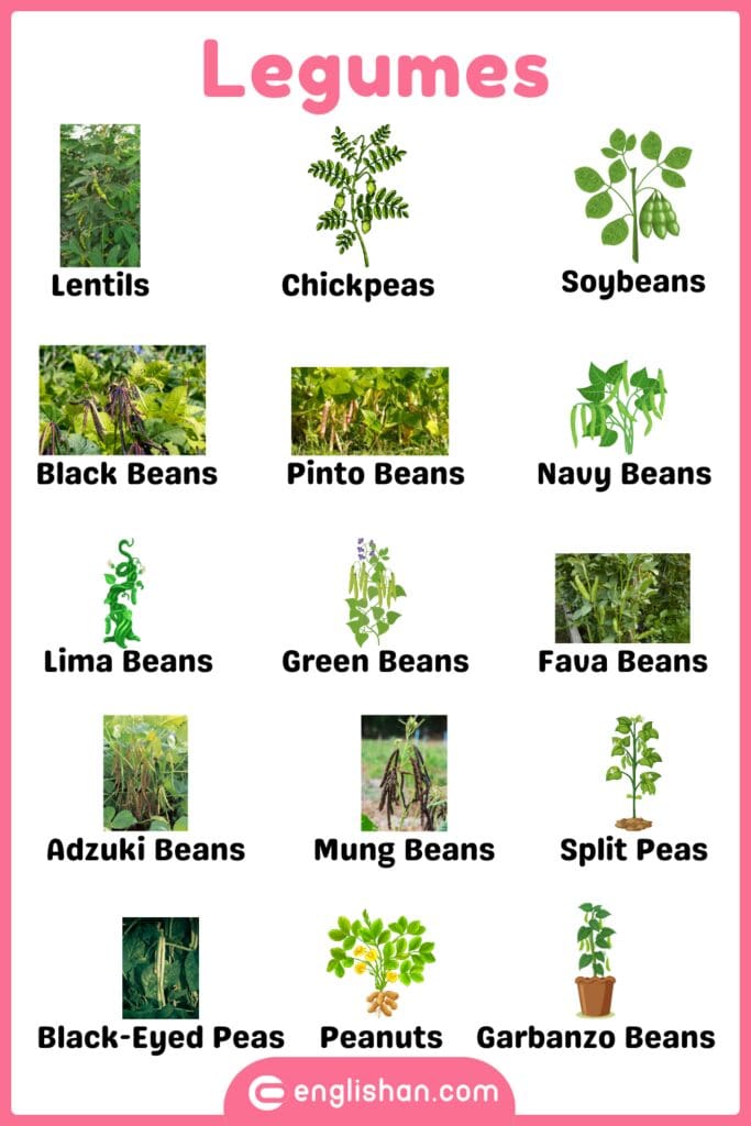 Legumes plants names in English