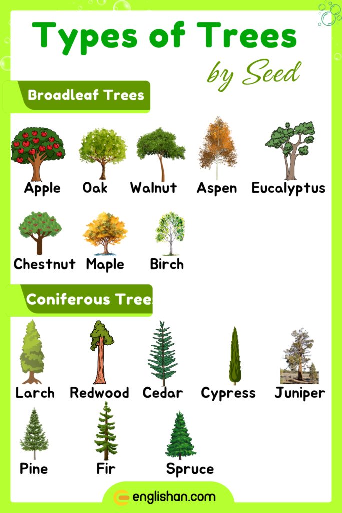 Types of trees based on seed type