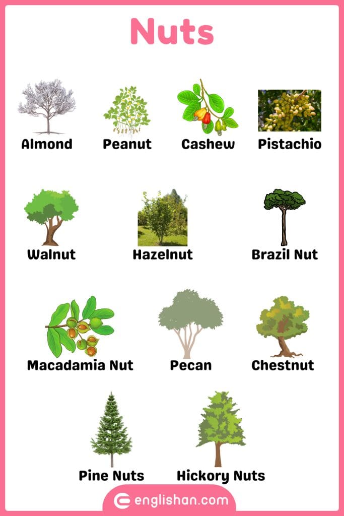 Nuts plants names in English