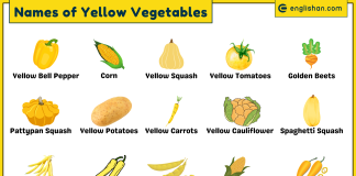 Names of Yellow Vegetables with Pictures