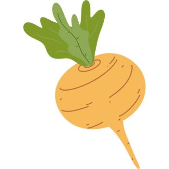 Yellow Turnip