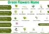 Green flowers names with examples in this image, showcasing a variety of green-colored flowers.