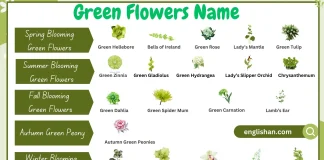 Green flowers names with examples in this image, showcasing a variety of green-colored flowers.