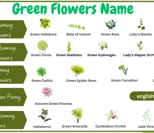 Green flowers names with examples in this image, showcasing a variety of green-colored flowers.