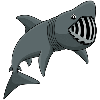 Basking Shark