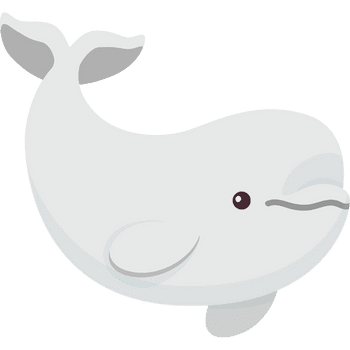 Beluga Whale