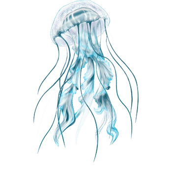 Box Jellyfish-Learn Sea Animals Names