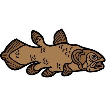 Coelacanth