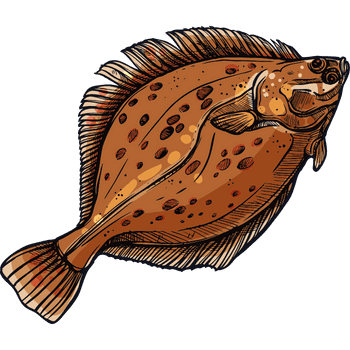 Flatfish-Learn Sea Animals Names