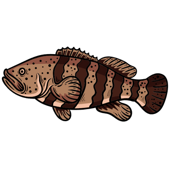 Grouper