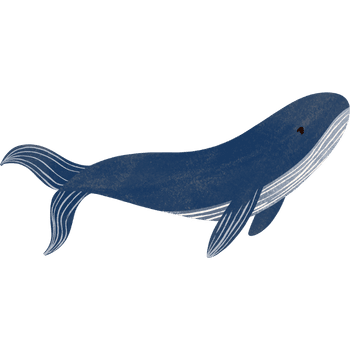 Humpback Whale