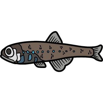 Lanternfish