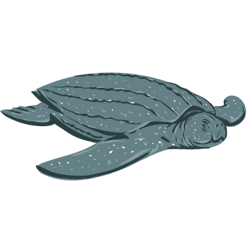 Leatherback Sea Turtle-Learn Sea Animals Names