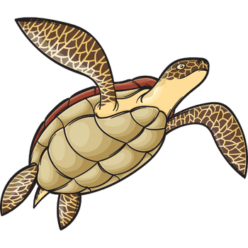 Loggerhead Sea Turtle